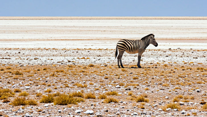 エトーシャ国立公園(ナミビア)：塩湖に広がる絶景