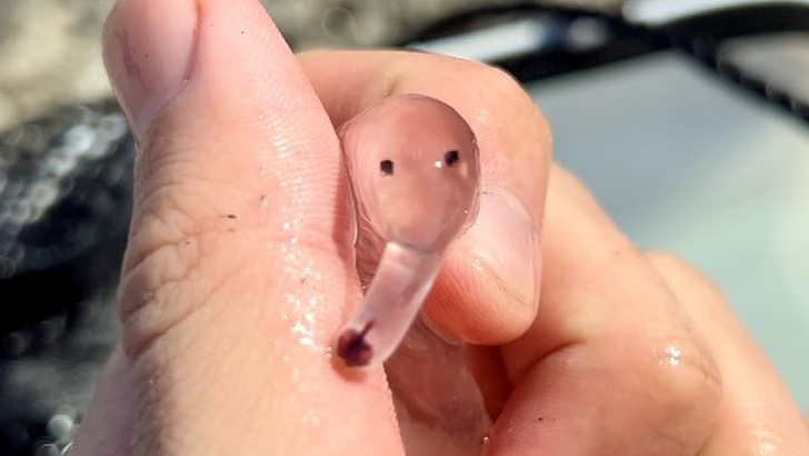 つぶらな瞳とぷにぷにした鼻がかわいいゾウクラゲ