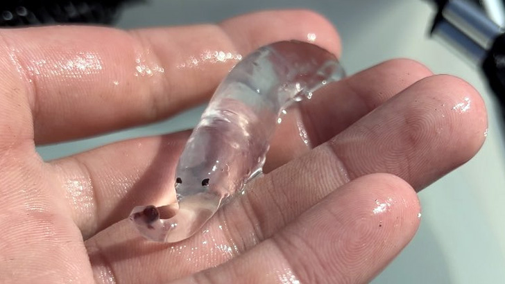 つぶらな瞳とぷにぷにした鼻がかわいいゾウクラゲ